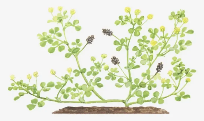 Framed Print : Illustration of Medicago lupulina (Black medick), flowers and fruit-pods Framed Print : Illustration of Medicago lupulina (Black medick), flowers and fruit-pods
