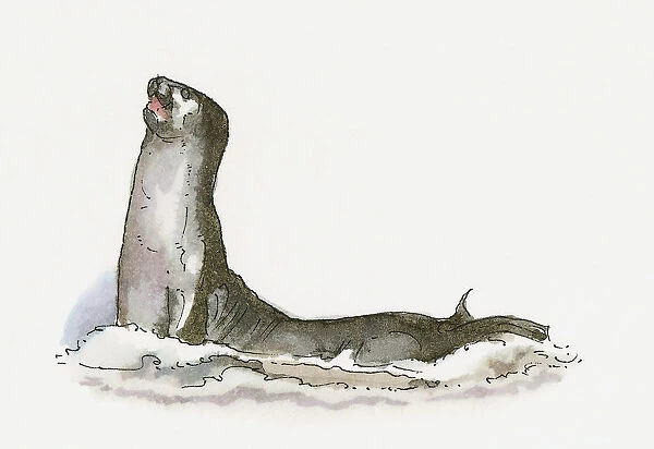 Illustration of Mediterranean Monk Seal (Monachus monachus)