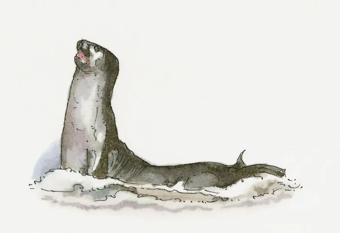 Framed Print : Illustration of Mediterranean Monk Seal (Monachus monachus) Framed Print : Illustration of Mediterranean Monk Seal (Monachus monachus)