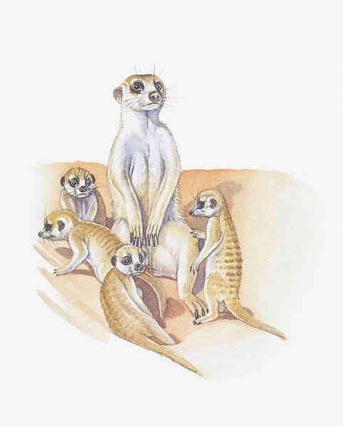 Illustration of meerkat with babies
