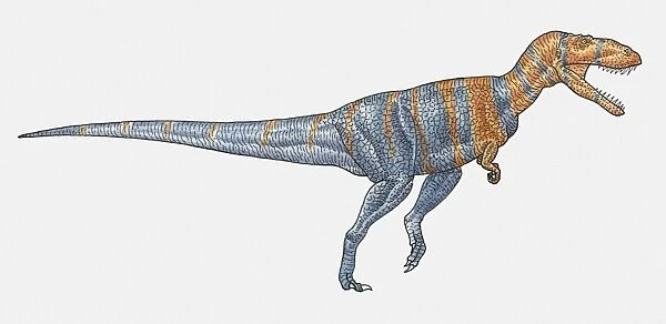 Illustration of Megalosaurus theropod dinosaur