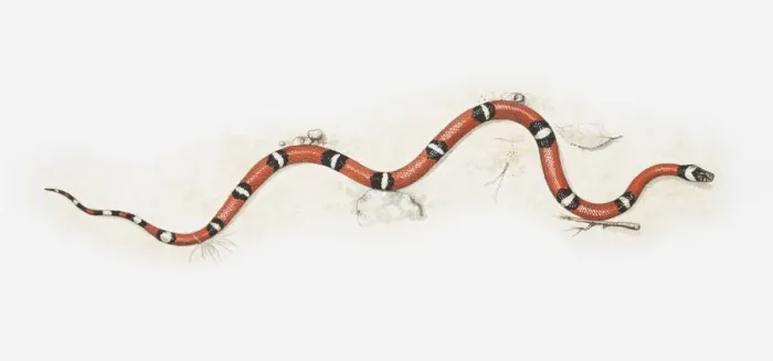 Framed Print : Illustration of Milk snake (Lampropeltis triangulum) moving forward Framed Print : Illustration of Milk snake (Lampropeltis triangulum) moving forward