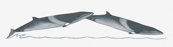 Illustration of Minke Whale (Balaenoptera) breaching (leaping) out of water