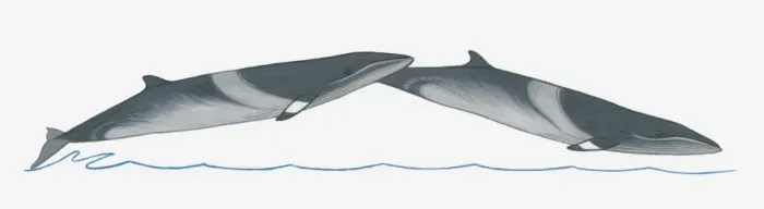 Framed Print : Illustration of Minke Whale (Balaenoptera) breaching (leaping) out of water Framed Print : Illustration of Minke Whale (Balaenoptera) breaching (leaping) out of water