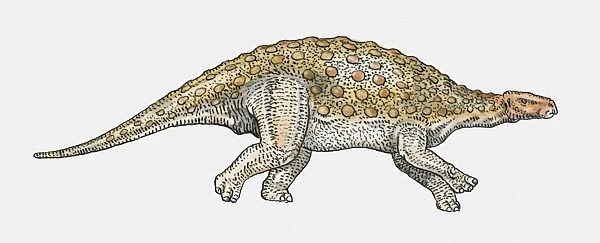 Illustration of Minmi ankylosaurian dinosaur