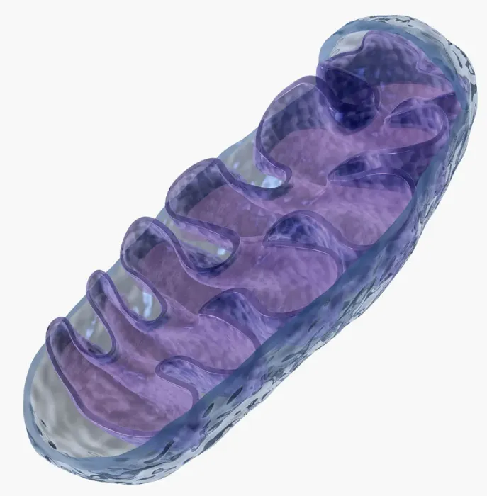 Framed Print : Illustration of mitochondrion Framed Print : Illustration of mitochondrion
