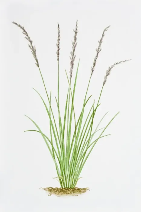 Framed Print : Illustration of Molinia Caerulea (Purple Moor Grass) Framed Print : Illustration of Molinia Caerulea (Purple Moor Grass)