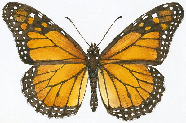 Illustration of Monarch (Danaus plexippus) butterfly