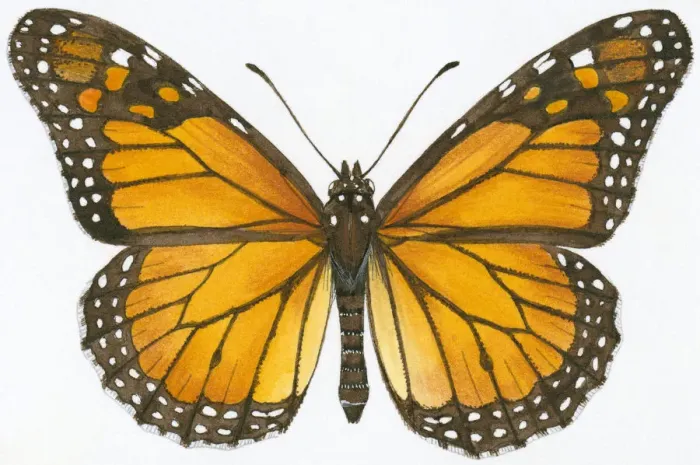Framed Print : Illustration of Monarch (Danaus plexippus) butterfly