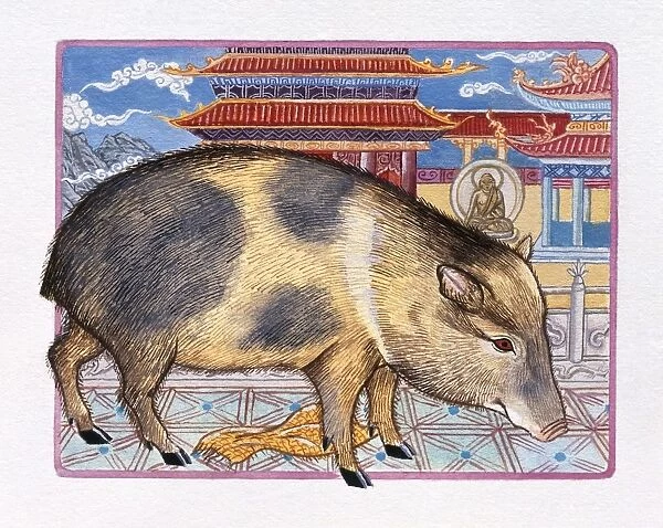Illustration of Monastery Pig, representing Chinese Year Of The Pig