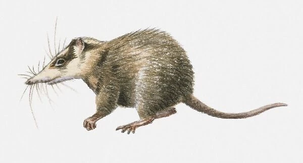 Illustration of Moonrat (Echinosorex gymnura), native to Borneo