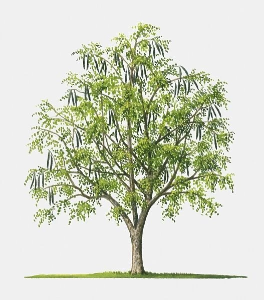 Illustration of Moringa oleifera (Ben Oil), tree with edible fruits and leaves also used in herbal m