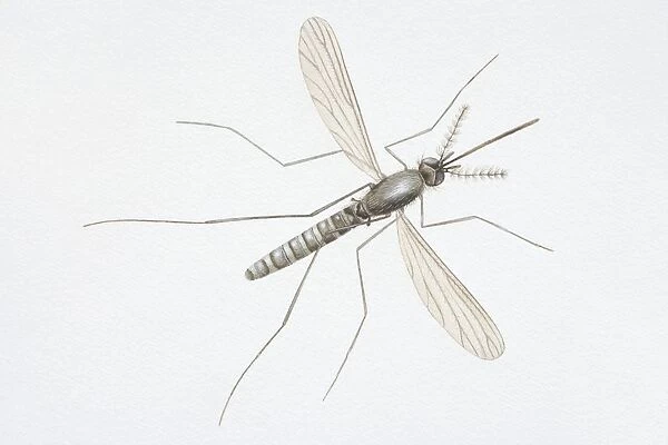 Illustration, Mosquitoe (Culicidae)