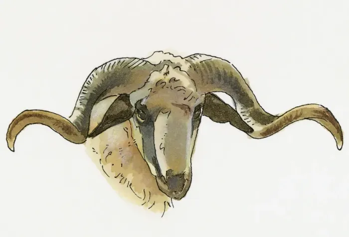 Framed Print : Illustration of Mouflon (Ovis orientalis orientalis), wild sheep ram found in Anatolia