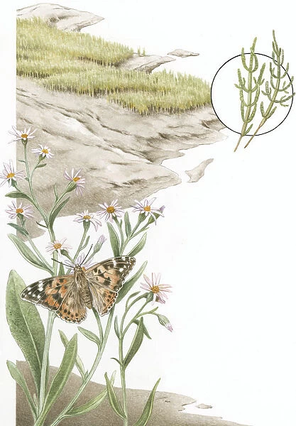 Illustration of mud and grass marsh with close up of Painted Lady (Vanessa cardui) butterfly feeding on Sea aster flowers and inset of glasswort