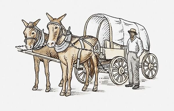 Illustration of mules attached to cart