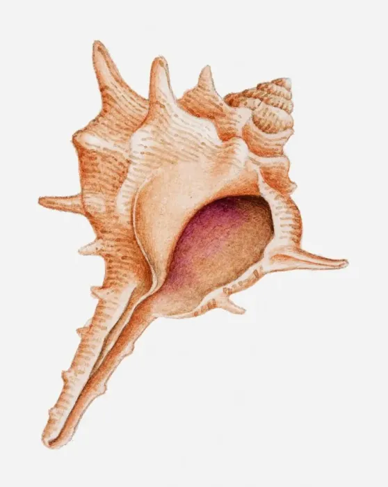 Framed Print : Illustration of Murex shell Framed Print : Illustration of Murex shell