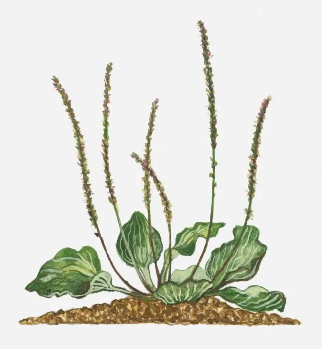 Framed Print : Illustration of Musa paradisiaca (Plantain) with tall flower sipkes and variegated leaves Framed Print : Illustration of Musa paradisiaca (Plantain) with tall flower sipkes and variegated leaves