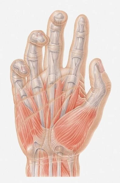 Illustration of muscles of human hand