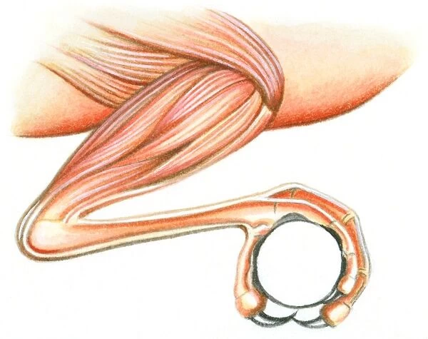 Illustration of muscles in leg of bird that assist talon to curl for perching