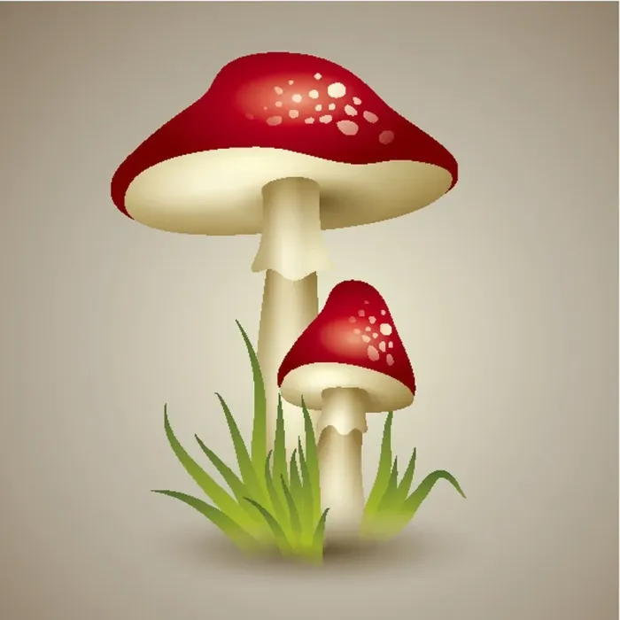 : Illustration of Mushroom : Illustration of Mushroom