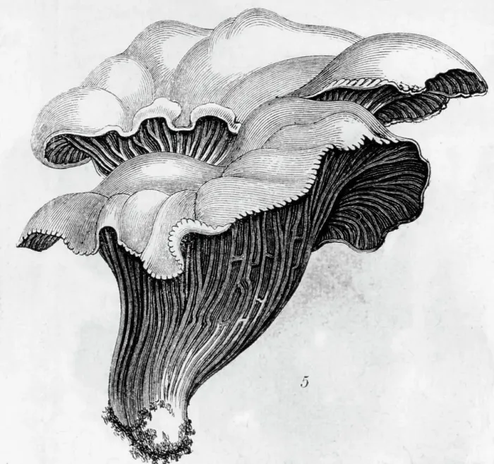 Framed Print : Illustration Of Mushrooms Framed Print : Illustration Of Mushrooms
