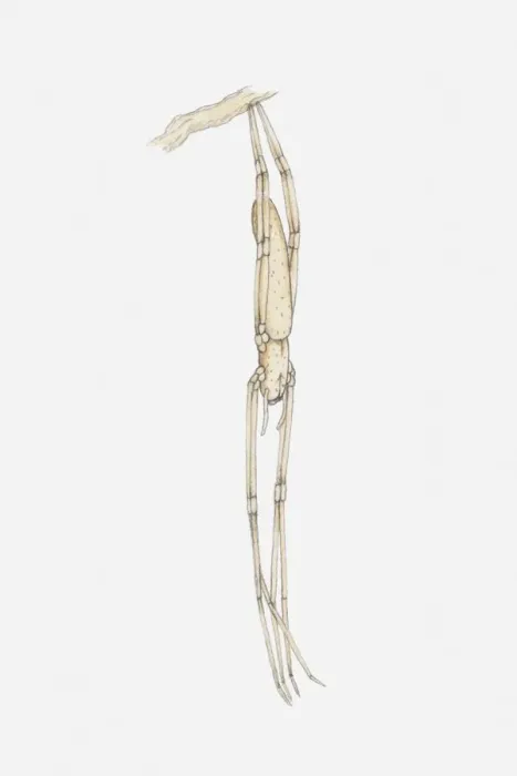 Framed Print : Illustration of a Net-catching spider (Deinopis sp. ) hanging upside down from a branch Framed Print : Illustration of a Net-catching spider (Deinopis sp. ) hanging upside down from a branch