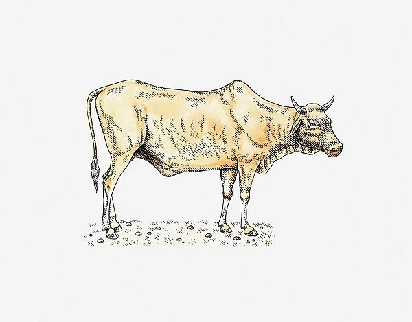 Illustration of Nguni bull