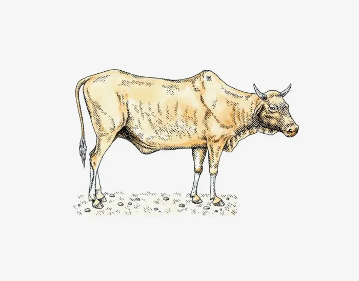 Framed Print : Illustration of Nguni bull Framed Print : Illustration of Nguni bull