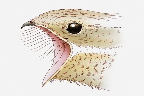Illustration of Nightjar (Caprimulgus europaeus) with its beak open showing bristles to trap insects