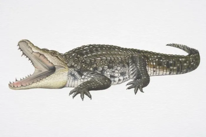 Framed Print : Illustration, Nile Crocodile (Crocodylus niloticus) with its jaws wide open, side view