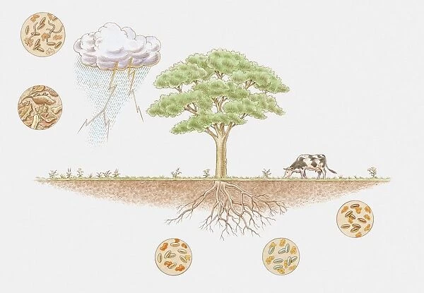 Illustration of nitrogen cycle in biosphere