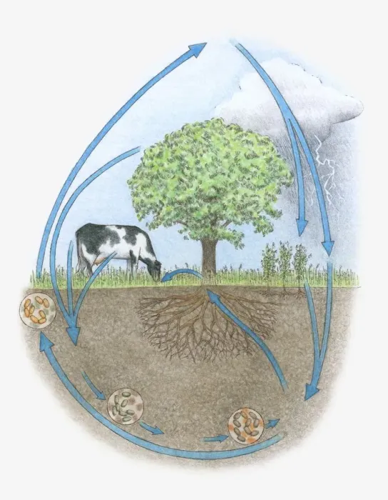 Framed Print : Illustration of nitrogen cycle in biosphere Framed Print : Illustration of nitrogen cycle in biosphere