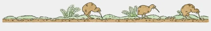 Framed Print : Illustration of North Island Brown Kiwi feeding