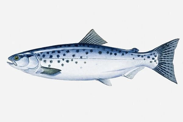 Illustration of North Pacific Sockeye Salmon (Oncorhynchus nerka) fish