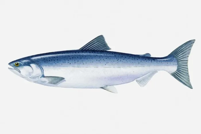 Framed Print : Illustration of North Pacific Sockeye Salmon (Oncorhynchus nerka) fish Framed Print : Illustration of North Pacific Sockeye Salmon (Oncorhynchus nerka) fish