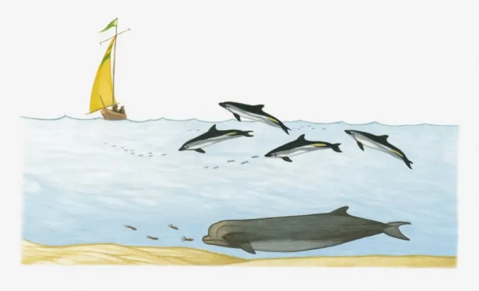 Framed Print : Illustration of Northern Bottlenose Whale swimming deep underwater, and Atlantic White-sided Dolphins diving closer to the surface with ship in background Framed Print : Illustration of Northern Bottlenose Whale swimming deep underwater, and Atlantic White-sided Dolphins diving closer to the surface with ship in background