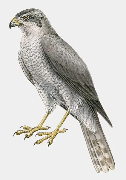 Illustration of a Northern goshawk (Accipiter gentilis), side view