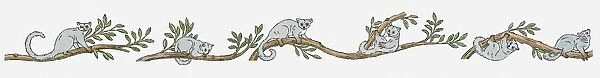 Illustration of Northern Greater Galago (Otolemur Garnettii) climbing through branches of jungle tre