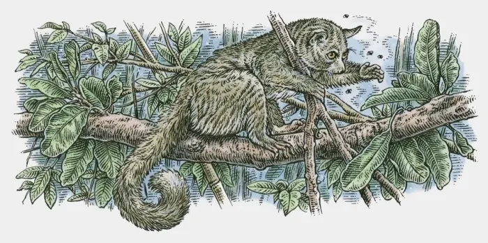 Framed Print : Illustration of Northern Greater Galago (Otolemur garnettii) catching insects as it stands on branch