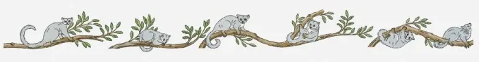 Framed Print : Illustration of Northern Greater Galago (Otolemur Garnettii) climbing through branches of jungle tre