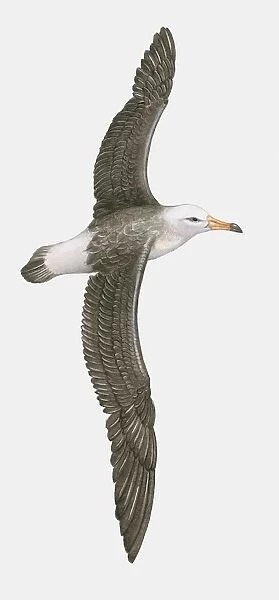 Illustration of Northern Royal Albatross (Diomedea sanfordi) in flight