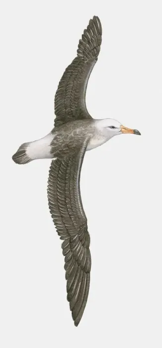 Framed Print : Illustration of Northern Royal Albatross (Diomedea sanfordi) in flight Framed Print : Illustration of Northern Royal Albatross (Diomedea sanfordi) in flight
