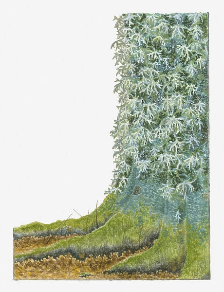 Illustration of Oak Moss (Pseudevernia prunastri) growing on bark of tree trunk