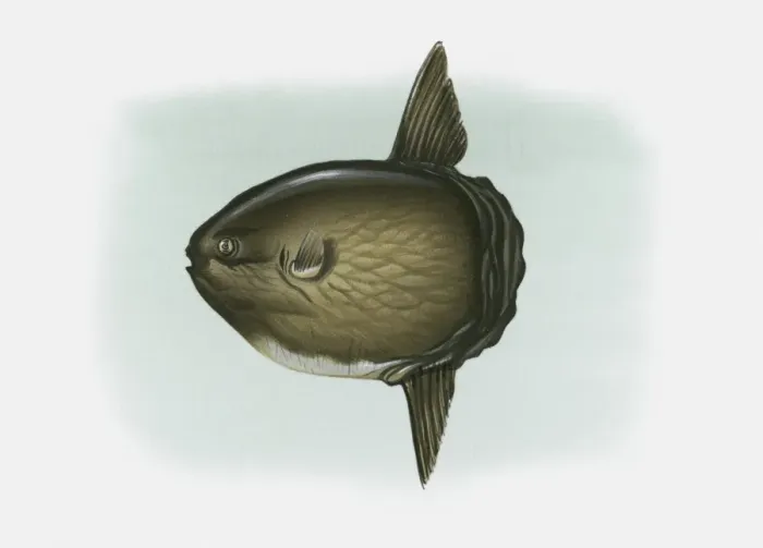 Framed Print : Illustration of Ocean Sunfish (Mola mola) Framed Print : Illustration of Ocean Sunfish (Mola mola)