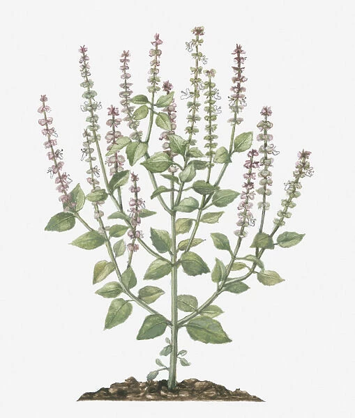 Illustration of Ocimum gratissimum (African Basil) bearing pink and white flowers on tall stems with green leaves below