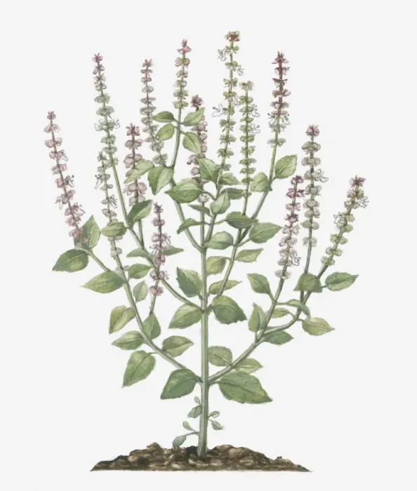 Framed Print : Illustration of Ocimum gratissimum (African Basil) bearing pink and white flowers on tall stems with green leaves below Framed Print : Illustration of Ocimum gratissimum (African Basil) bearing pink and white flowers on tall stems with green leaves below