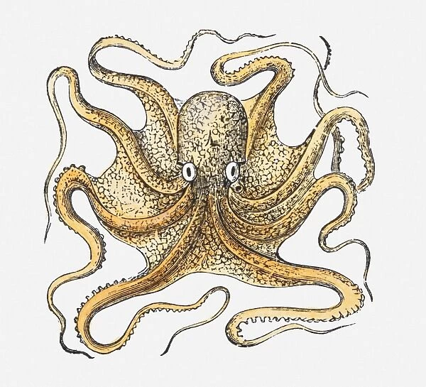 Illustration of an octopus
