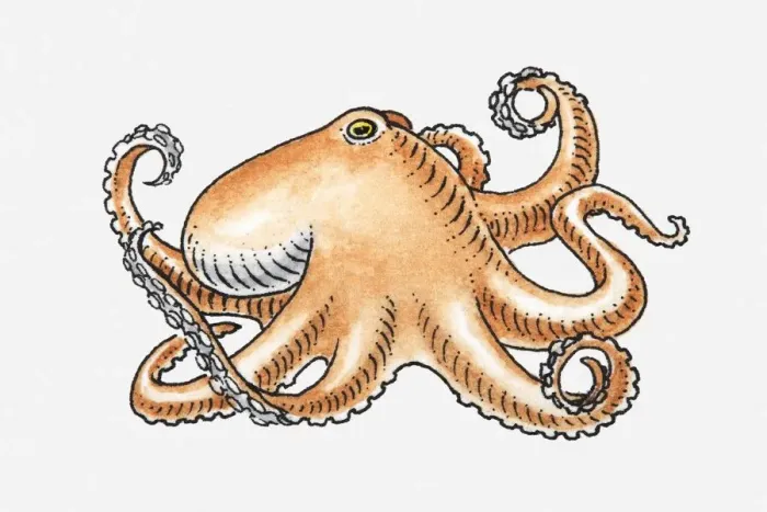 Framed Print : Illustration of an octopus Framed Print : Illustration of an octopus