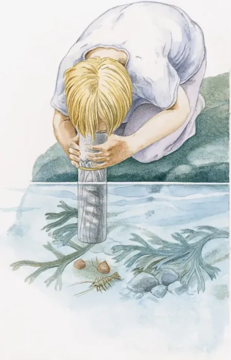 Framed Print : Illustration of of boy kneeling on rock looking through underwater viewer at shrimp and snails on seabed Framed Print : Illustration of of boy kneeling on rock looking through underwater viewer at shrimp and snails on seabed
